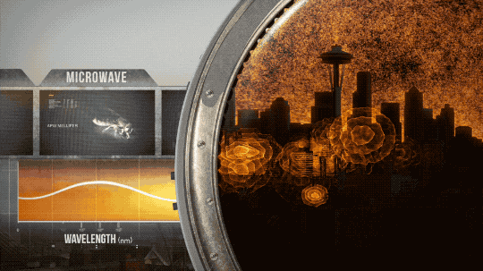 This animation shows some characteristics of microwave light and where it is seen in a city like Seattle. A honeybee cleans its antennae in a box on the left side, representing the physical size of microwave wavelengths. In a circle on the rights is an image of Seattle silhouetted by an orange sky, which emanates microwaves. There are also small circles of orange throughout the city, showing where people use them, especially in cooking.