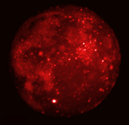 APOD: 1997 January 10 – Eclipsed Moon in Infrared