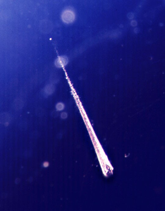 Catching Falling Stardust — APOD for 1998-11-21