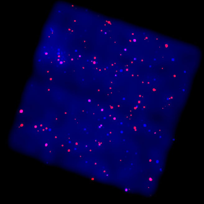 X-Rays from the Galactic Plane — APOD for 2001-08-14