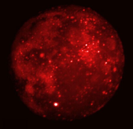 Eclipsed Moon in Infrared — APOD for 2005-04-23