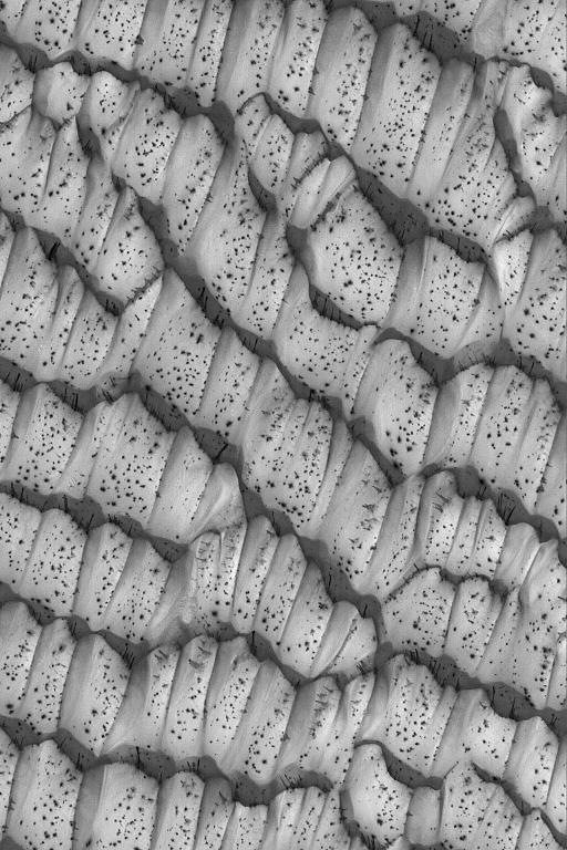 APOD: 2007 August 5- The Dotted Dunes of Mars