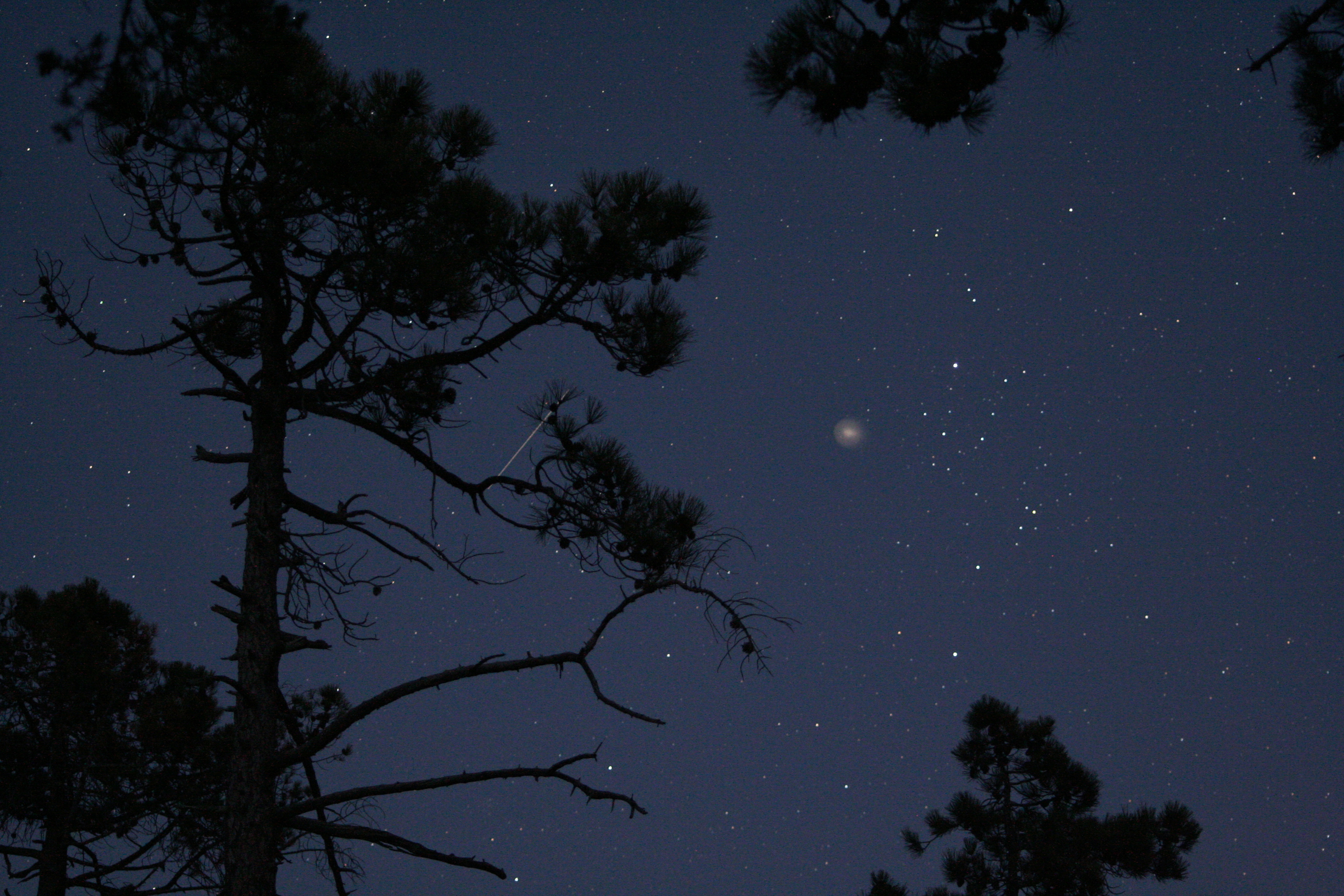 APOD: 2007 November 17 – Forest and Sky