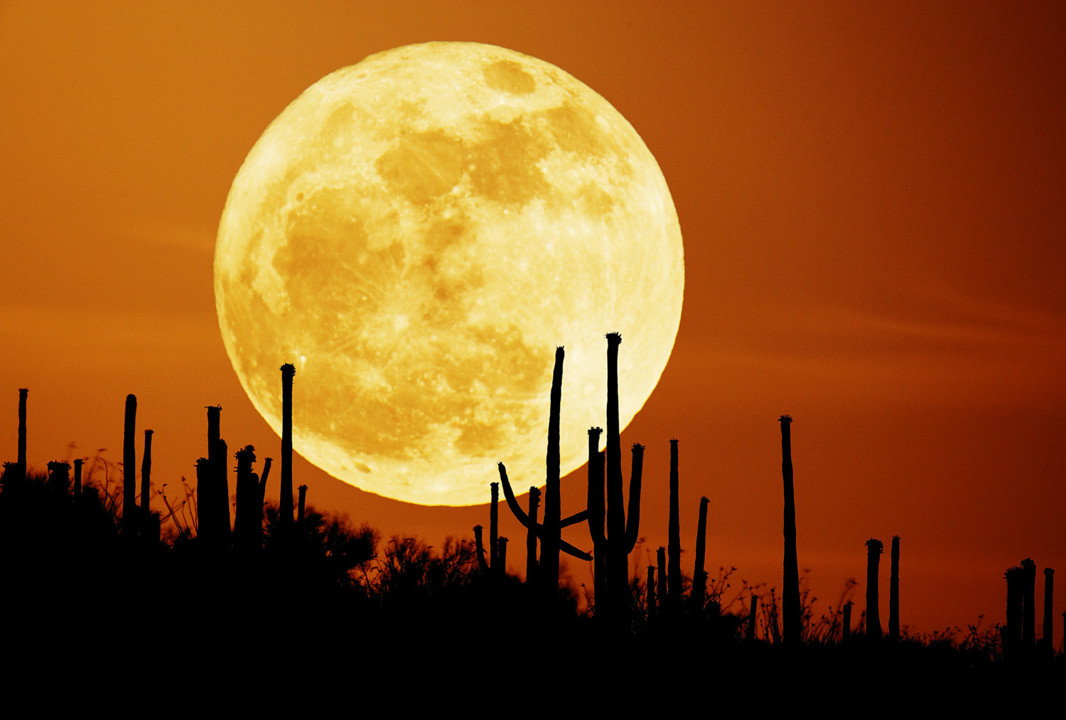 APOD: 2007 September 26 – Saguaro Moon