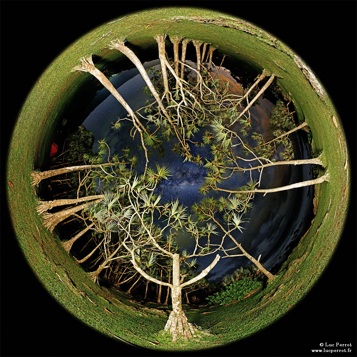APOD: 2010 June 29 – Trees, Sky, Galactic Eye