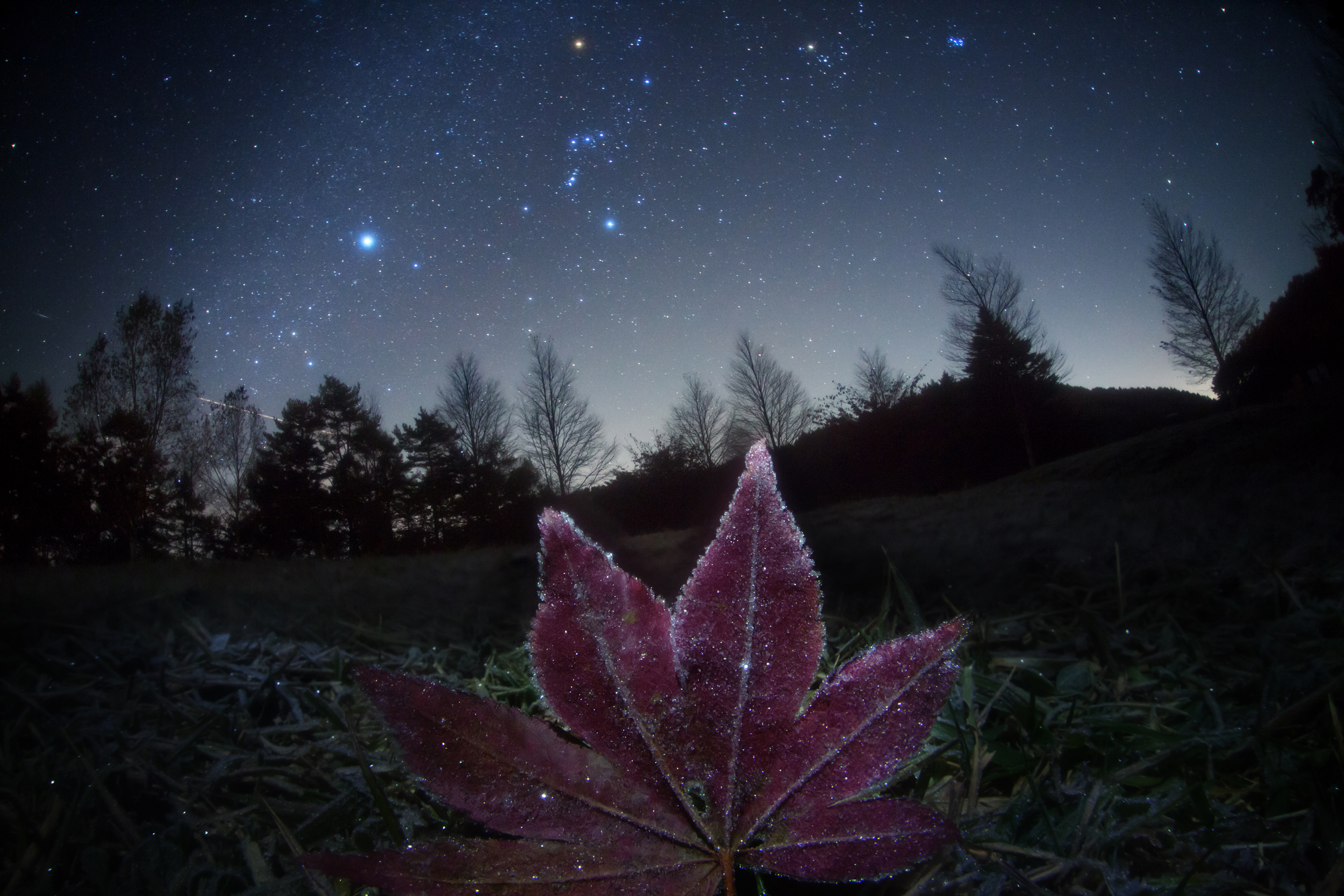 APOD: 2010 November 17 – Frosted Leaf Orion