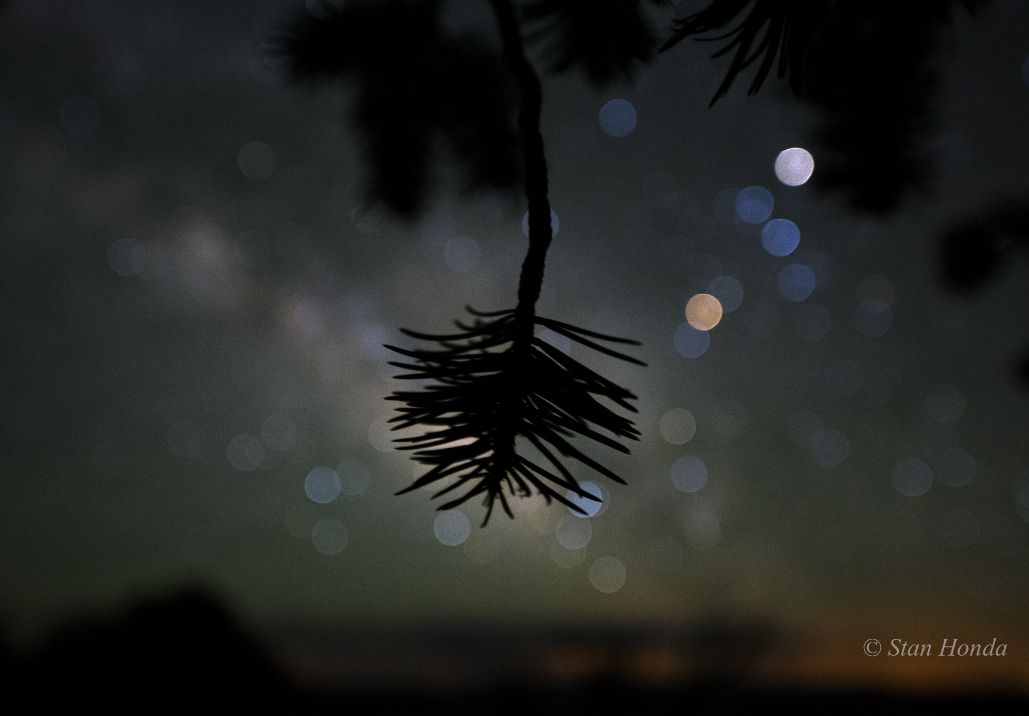 APOD: 2015 December 24 – Star Colors and Pinyon Pine