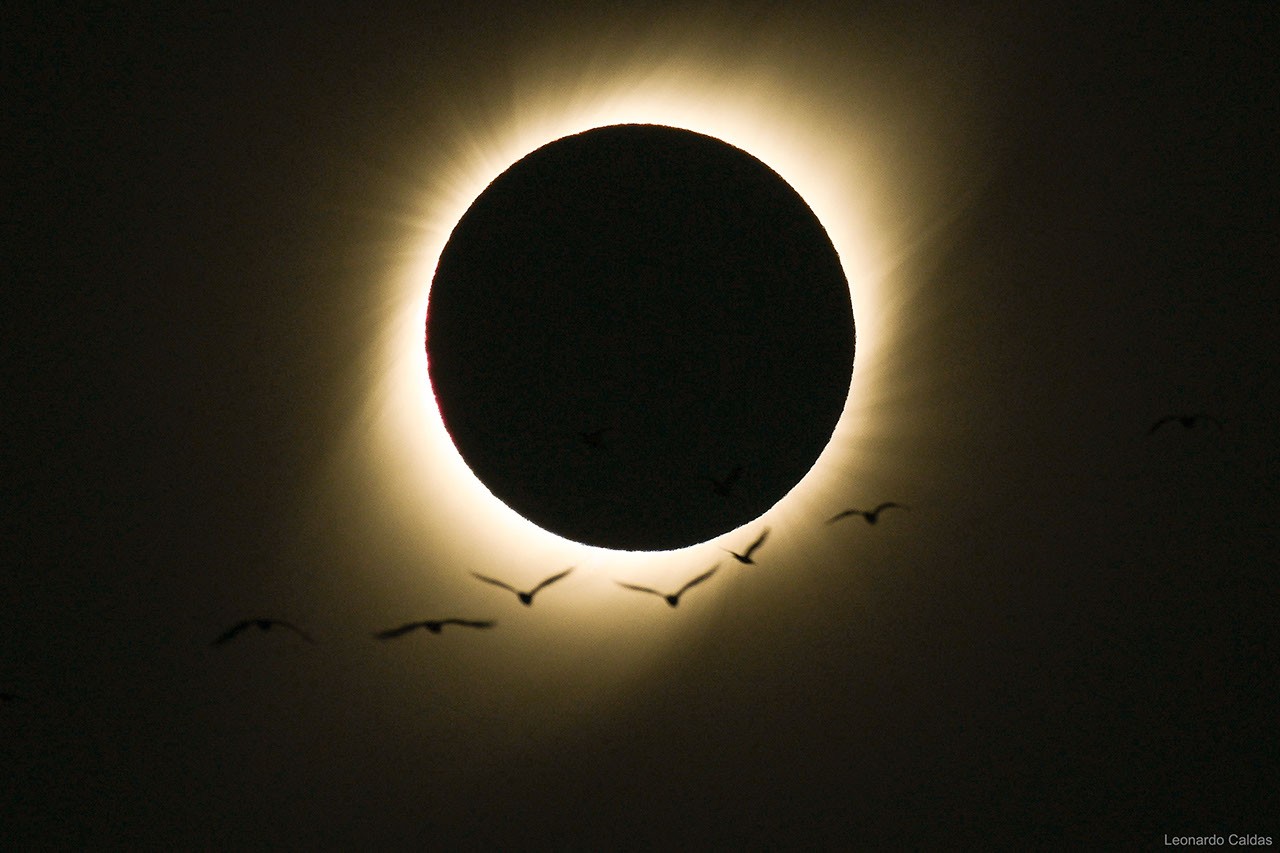 Birds During a Total Solar Eclipse — APOD for 2019-07-09