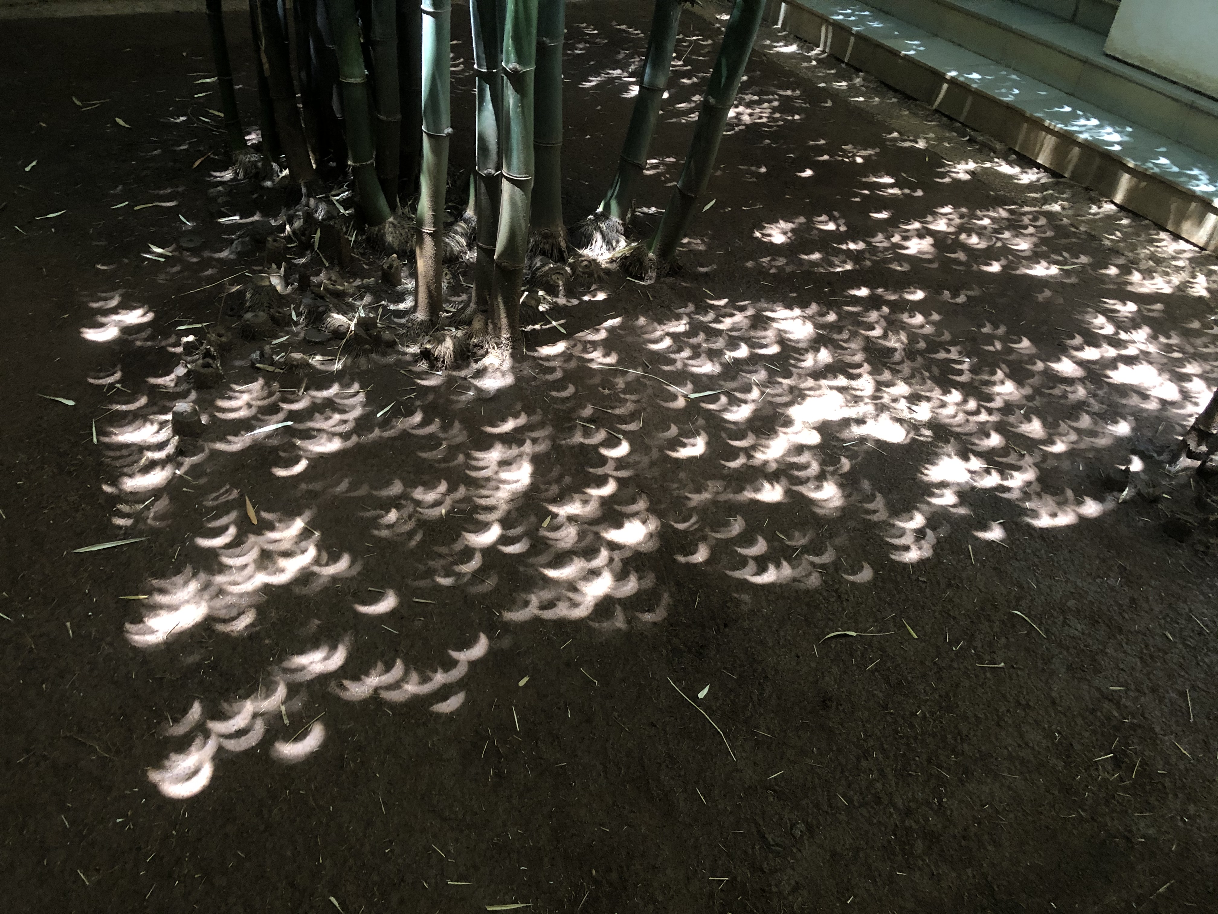 APOD: 2020 June 26 – Eclipse under the Bamboo