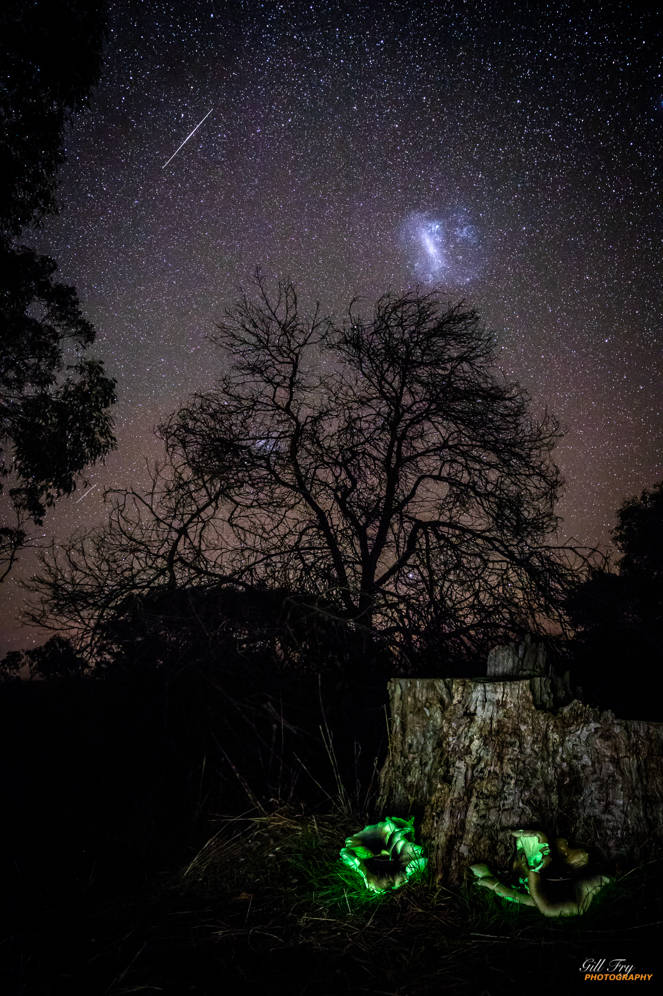 APOD: 2020 May 23 – Ghost Fungus to Magellanic Cloud