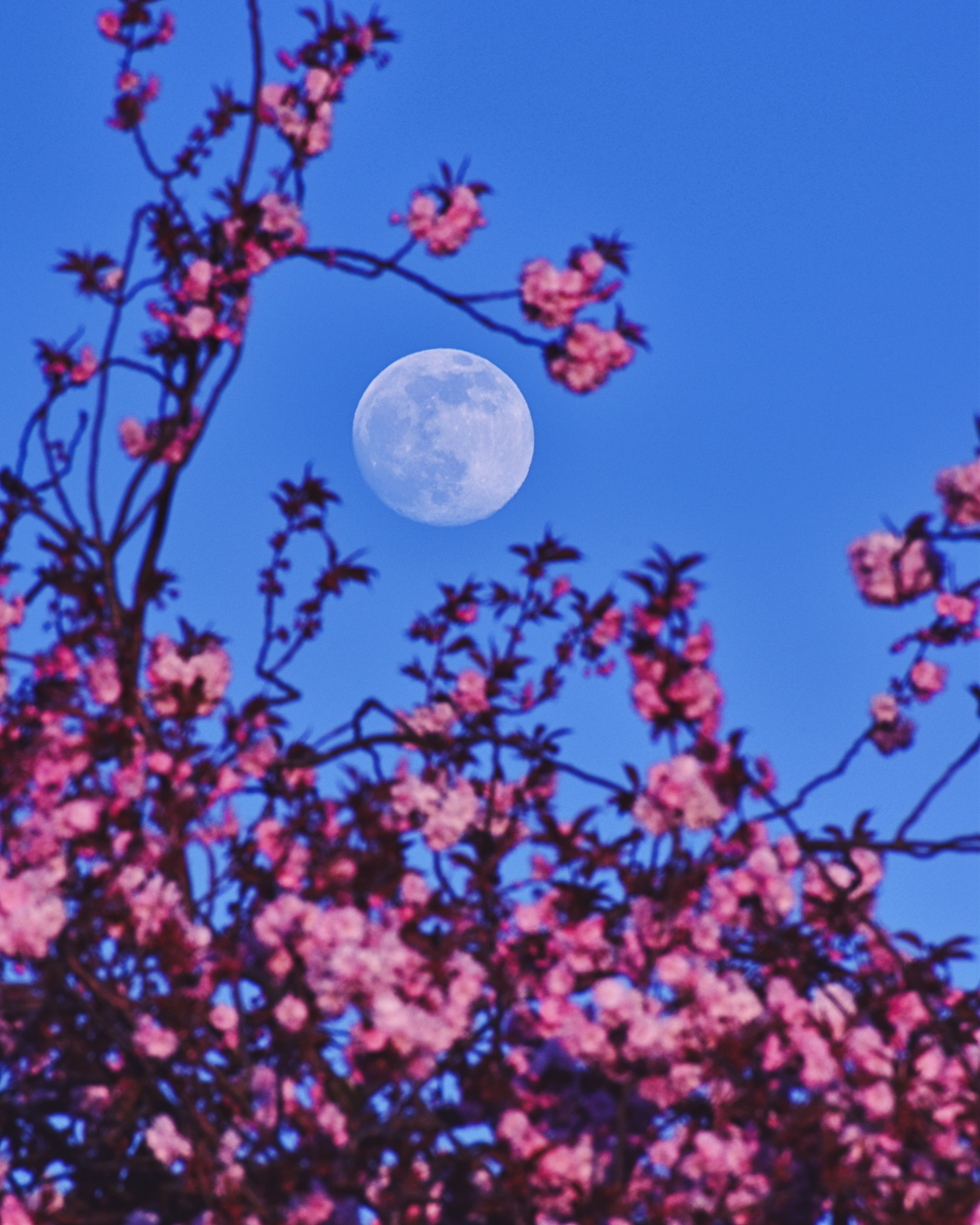 APOD: 2021 April 30 – Pink and the Perigee Moon