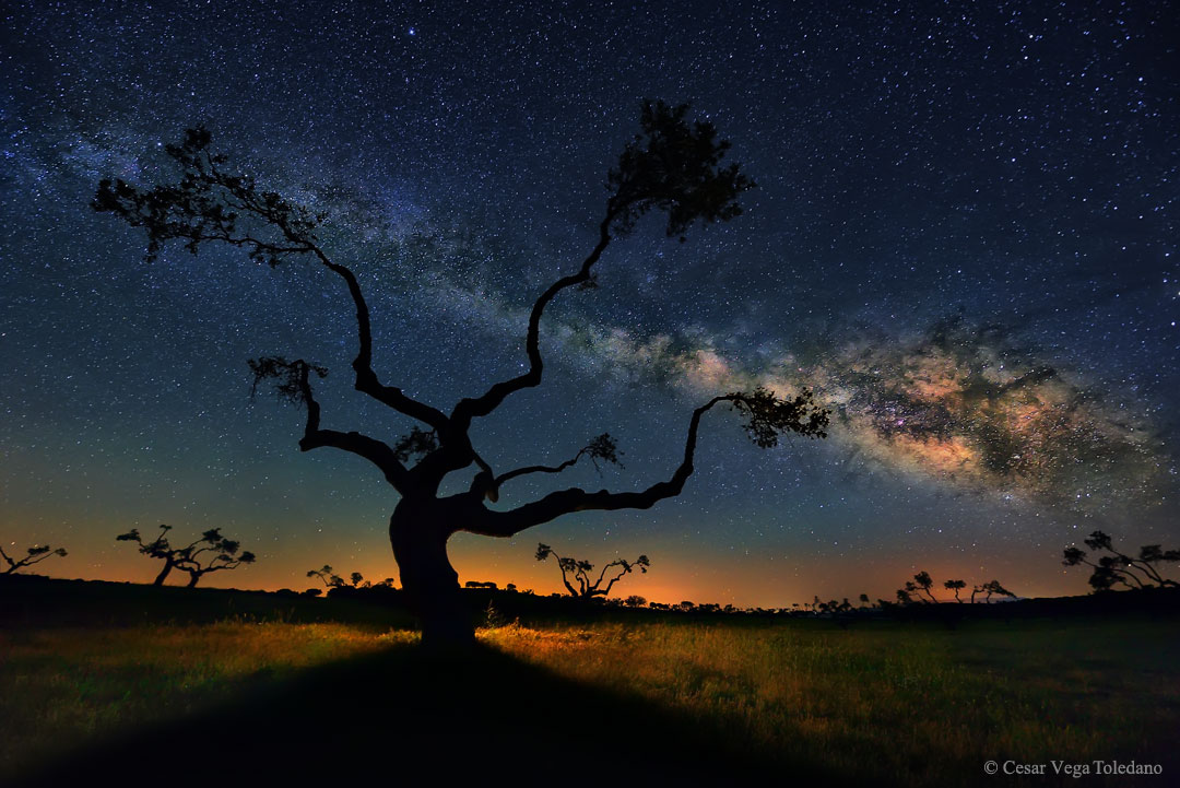 APOD: 2021 May 23 – The Galaxy Tree