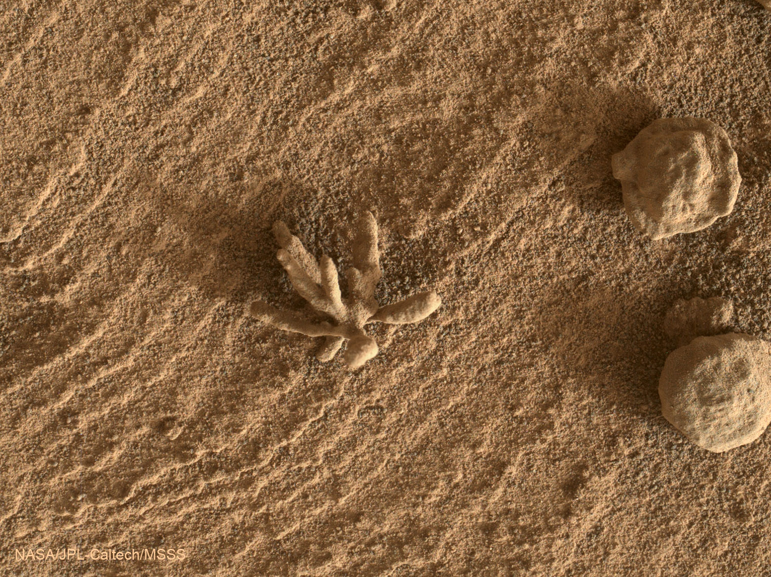 APOD: 2022 March 9 – A Flower Shaped Rock on Mars