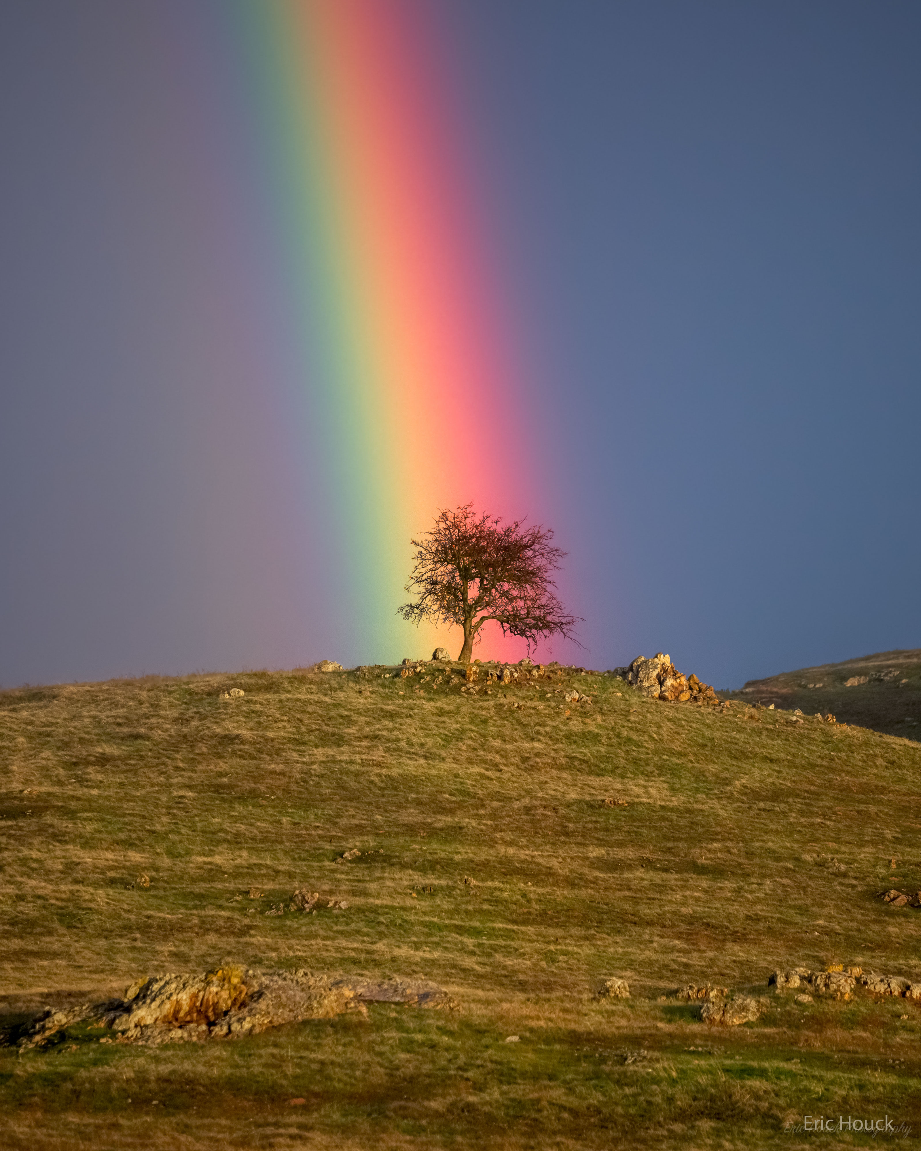 APOD: 2023 March 13 – Rainbow Tree