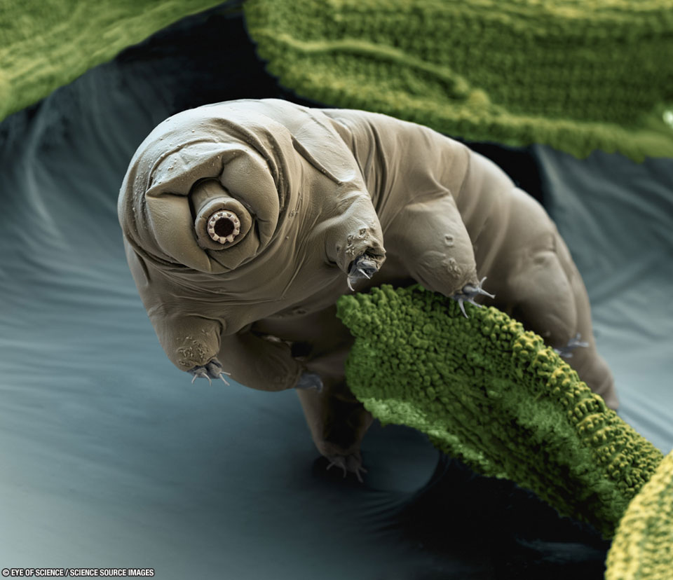An usual looking creature is pictured which may appear alien but is actually a Earth-dwelling tardigrade. The tardigrade has no apparent eyes, a light brown body, a circular gear-like snout, and claws at the end of its numerous feet. The tardigrade is seen perched on green moss. Please see the explanation for more detailed information.
