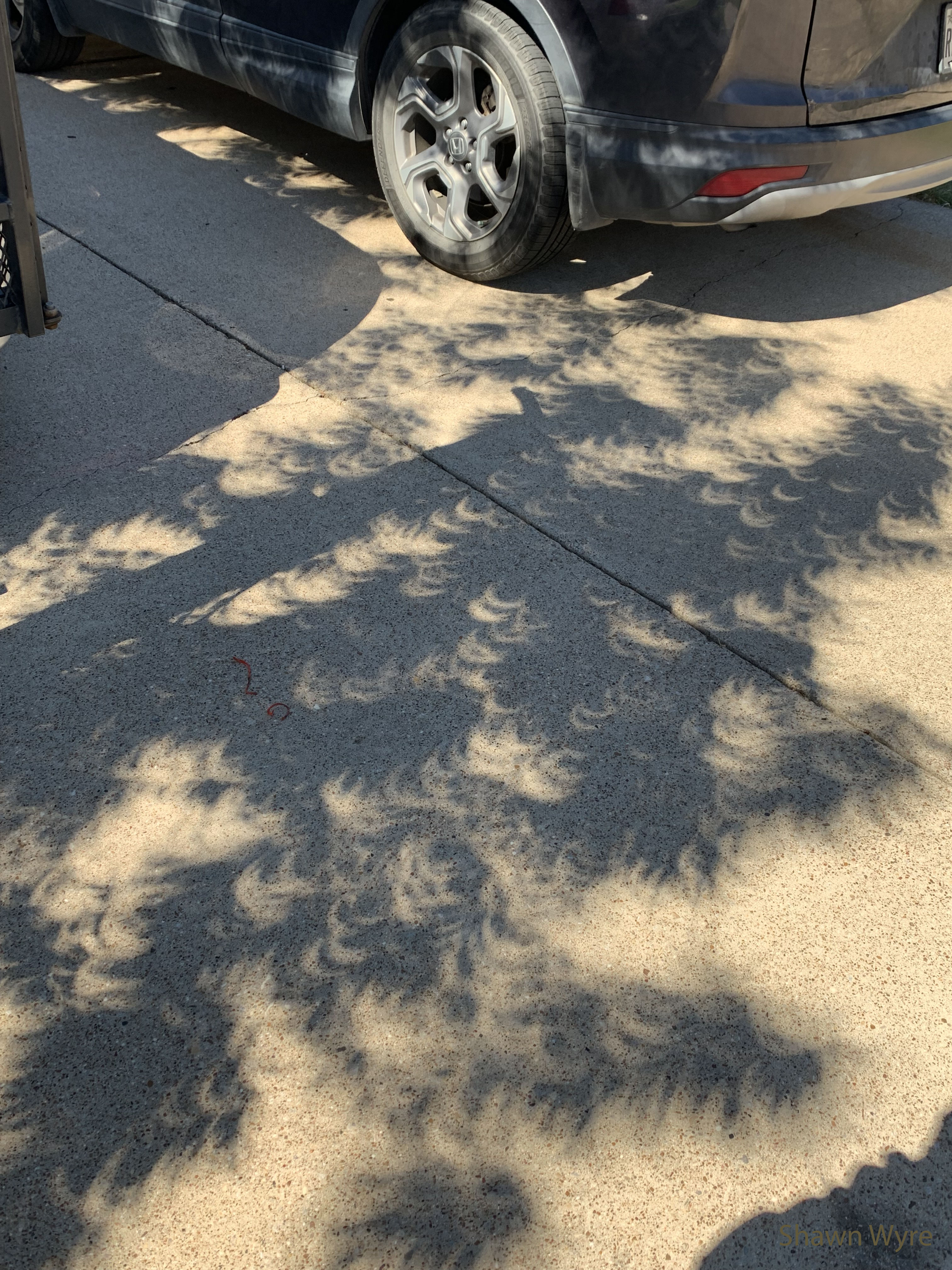 APOD: 2023 October 15 – An Eclipse Tree