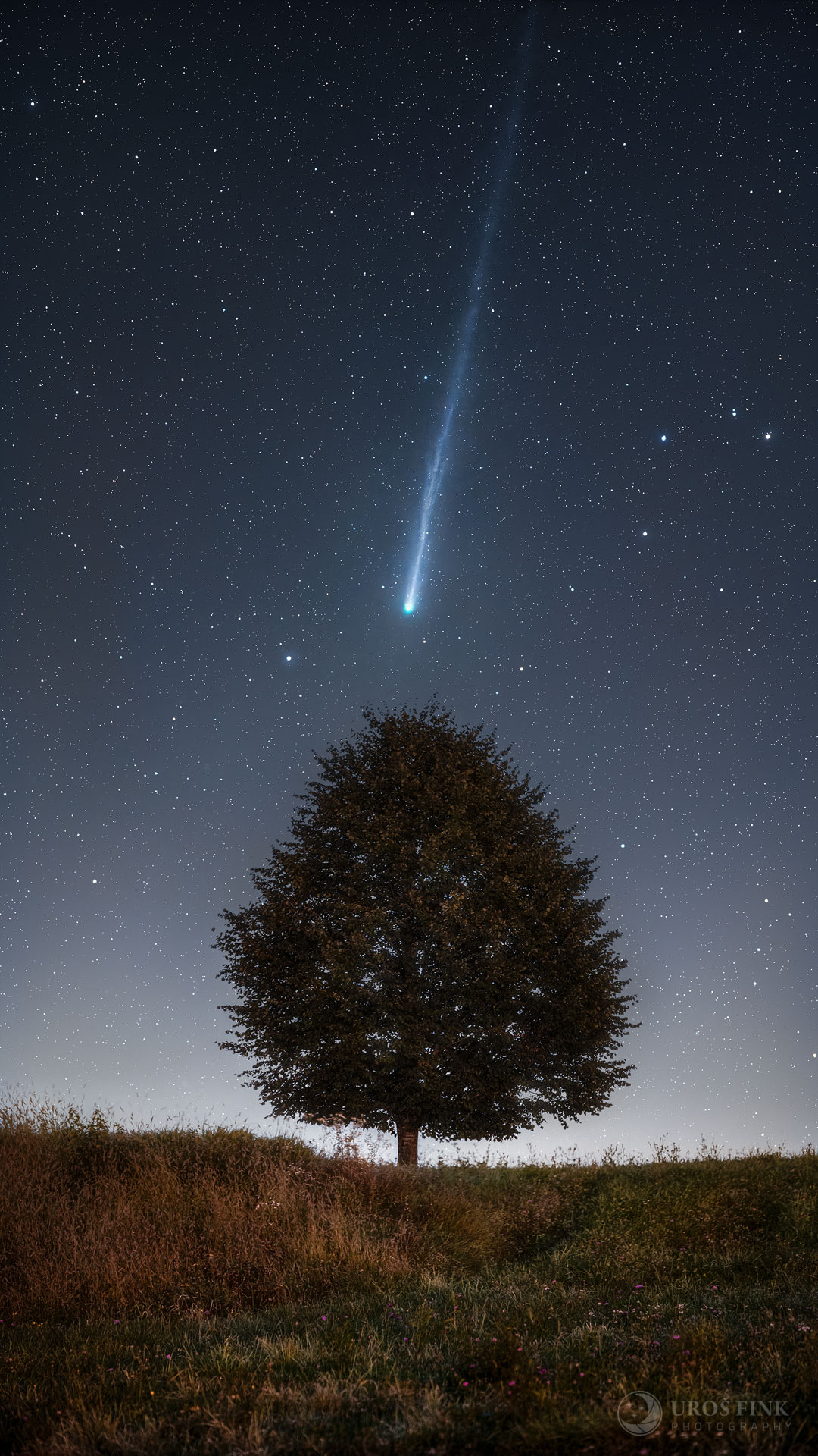 APOD: 2025 October 13 – Lemmon Tree