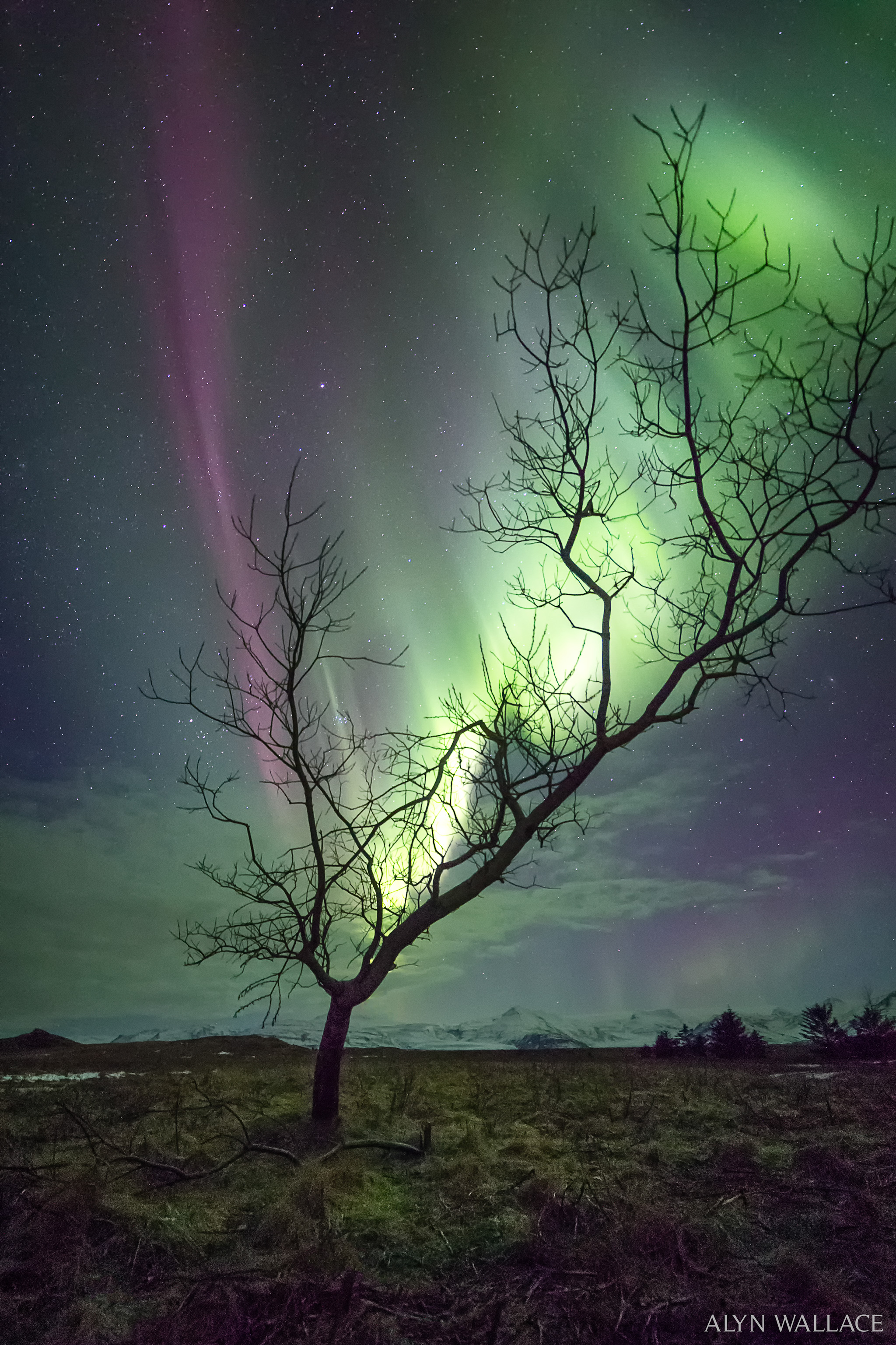 APOD: 2026 March 8 – The Aurora Tree