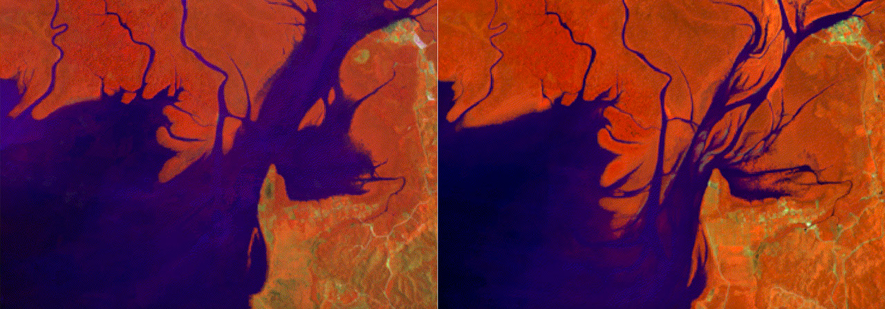 NASA Satellites Show Mangrove Forest Rebound