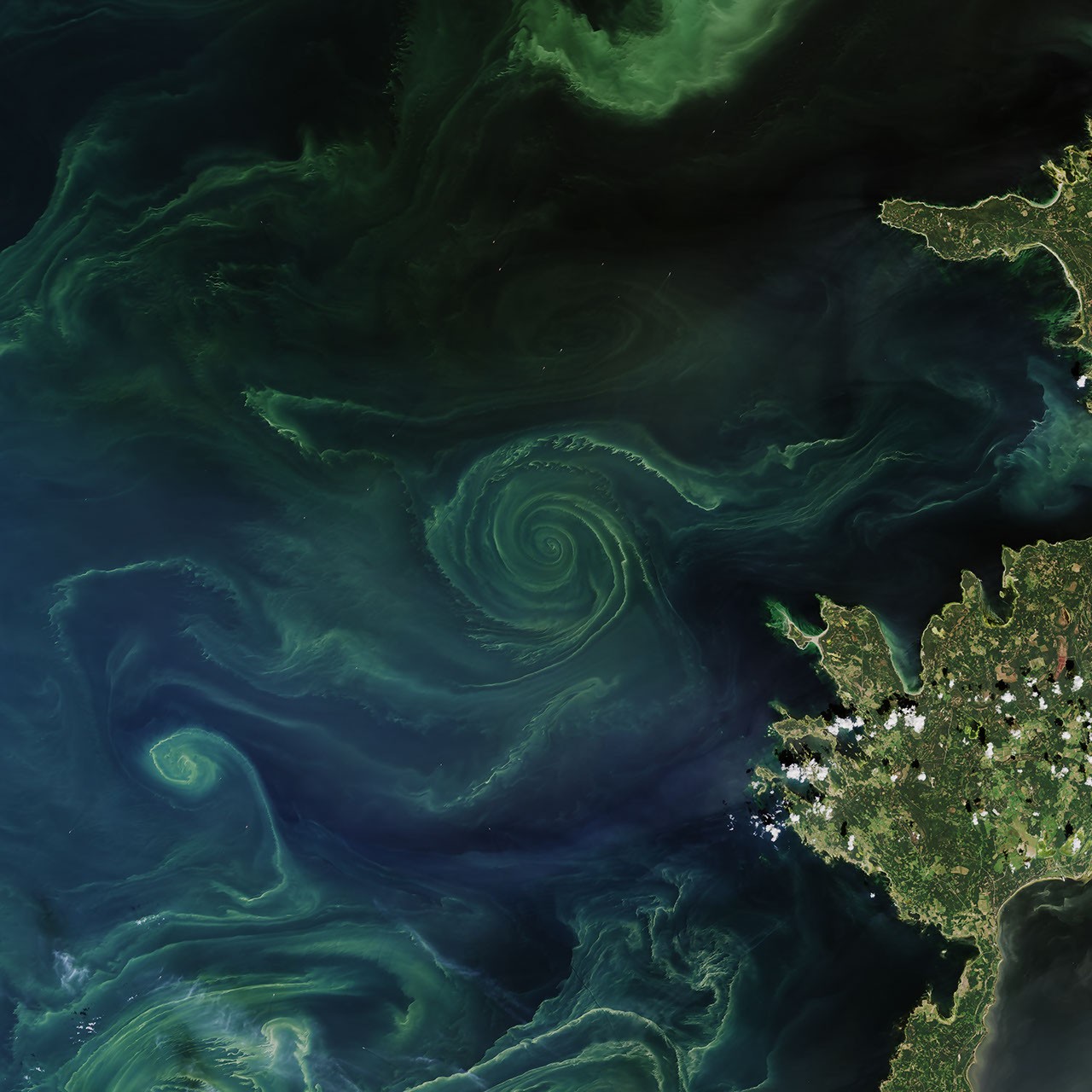 Summer blooms in the Baltic - NASA Science