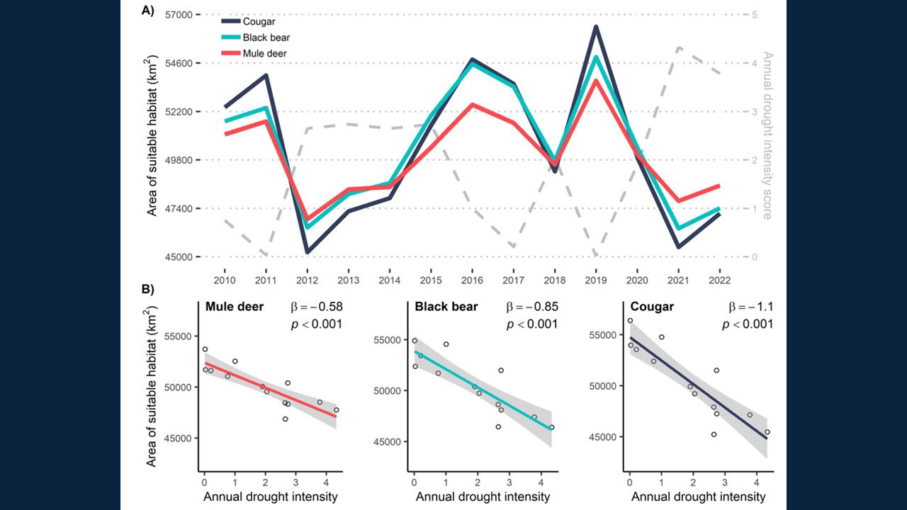 Relationship between drought intensity and highly suitable habitats for mule deer, black bears, and cougars. Panel A shows trends in highly suitable habitat area (left axis) and mean annual drought intensity score (right axis) through time.