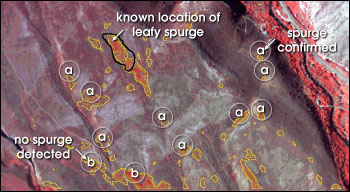 Leafy Spurge from Landsat