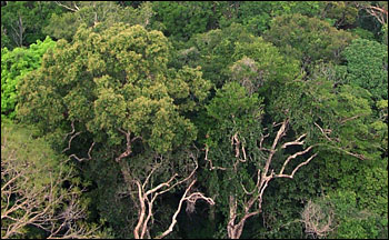 Photograph of Amazon rainforest canopy