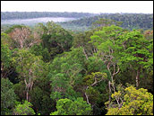 Photograph of Amazon Rainforest Canopy