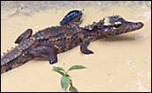 Photograph of a jacare in a mud-puddle