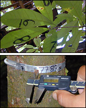Photographs of leaf measurements (top) and trunk measurements (lower)
