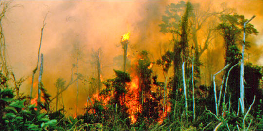 Photograph of Fire in the Amazon Rainforest 