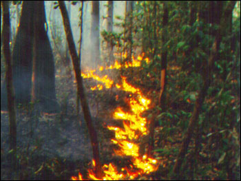 Photograph of Ground Cover Fire