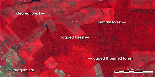 Landsat Image of Degraded Forest