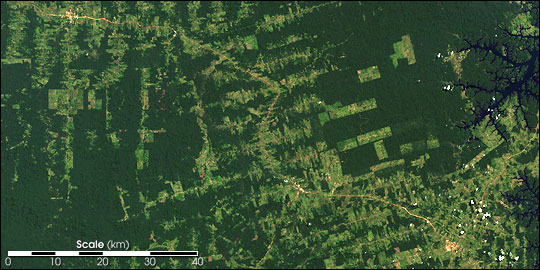 Landsat Image of Deforestation along a Road
