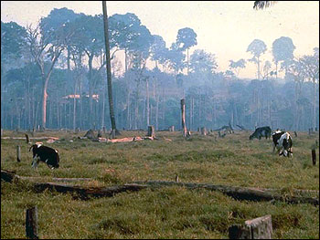Photograph of Pasture Cut out of the Amazon Rainforest