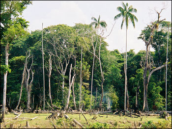 Photograph of Exposed Rainforest