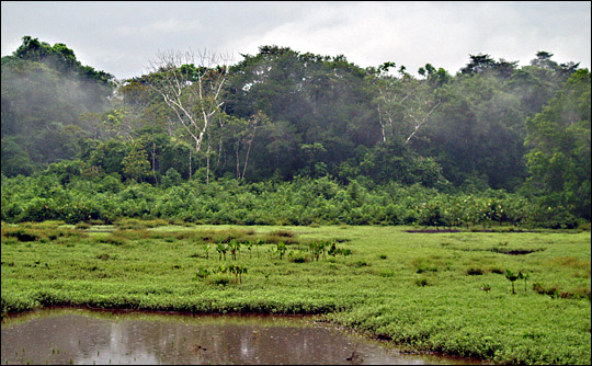 Photograph of rising mist and falling rain against a backdrop of the Amazon rainforest