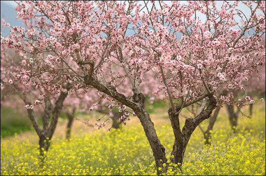 Photograph of almond trees in bloom.