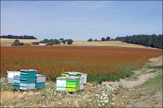 Photograph of bee hives on a farm near Monmouth, Oregon.