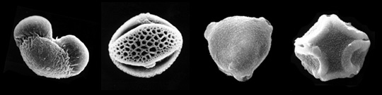 Pollen Micrographs