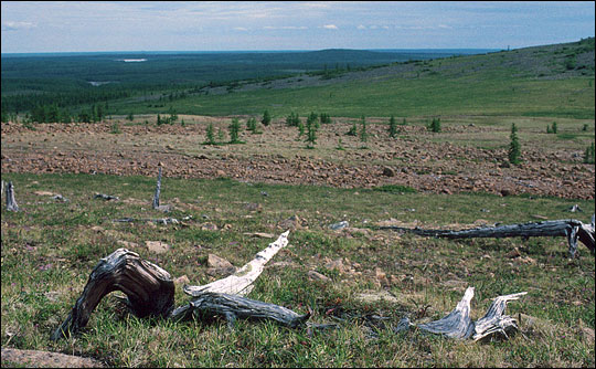 Photograph of treeline and dead trees in Siberia