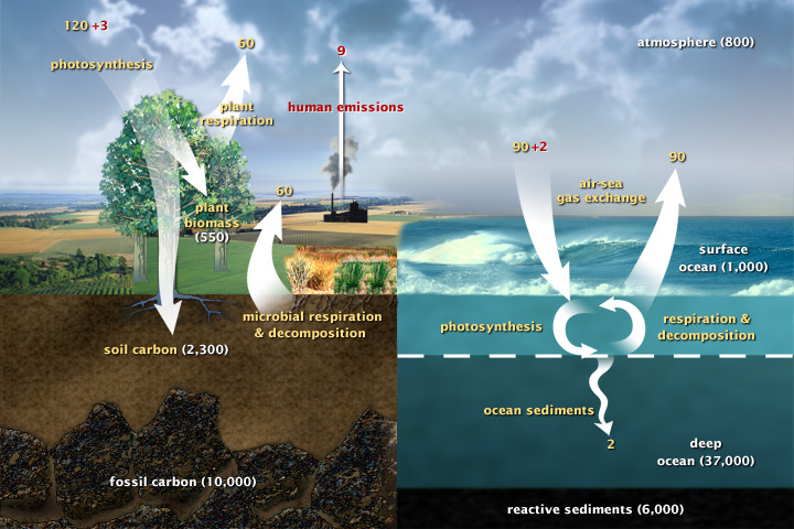 Draft diagram of the carbon cycle.