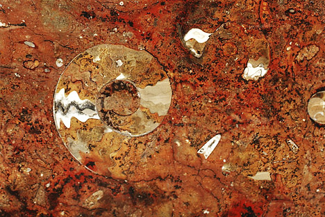 Fossil ammonite embedded in marble (metamorphosed limestone).