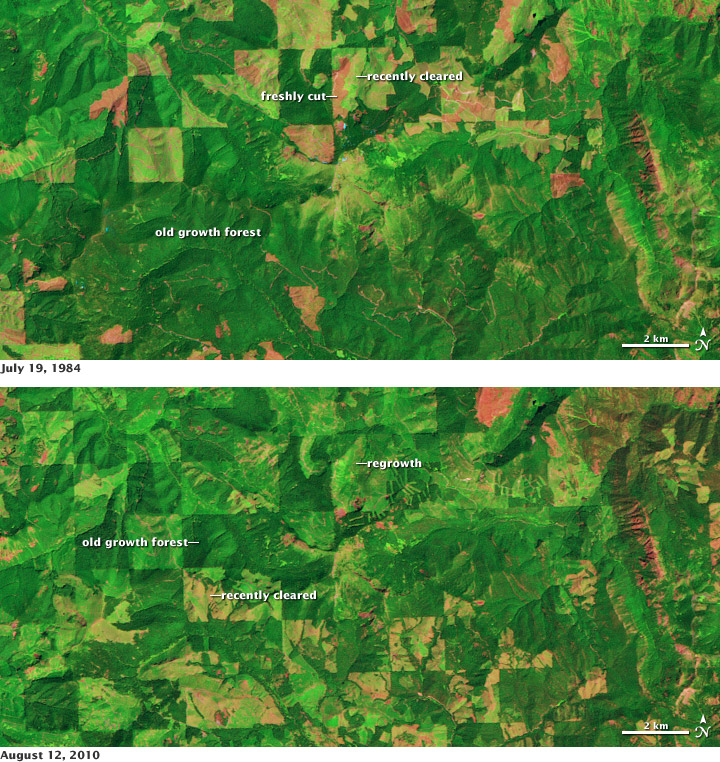 Satellite images of deforestation and regrowth in the Cascades, Washington State.