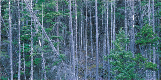 Photograph of Forest