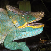 Photograph of Calumma parsonii chameleon