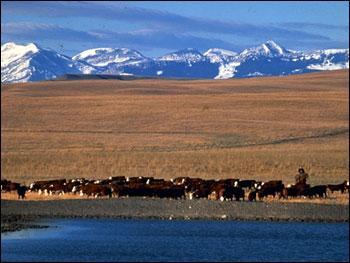 Photograph of
Cattle on the Range
