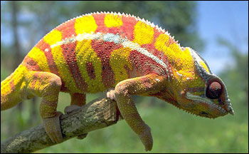 Photograph of Madagascan Chameleon