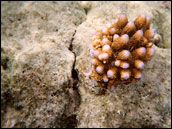 Photograph of Coral Regrowth
