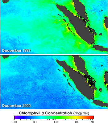 Comparison of SeaWiFS Chlorophyll Data from December 1997 and 2000